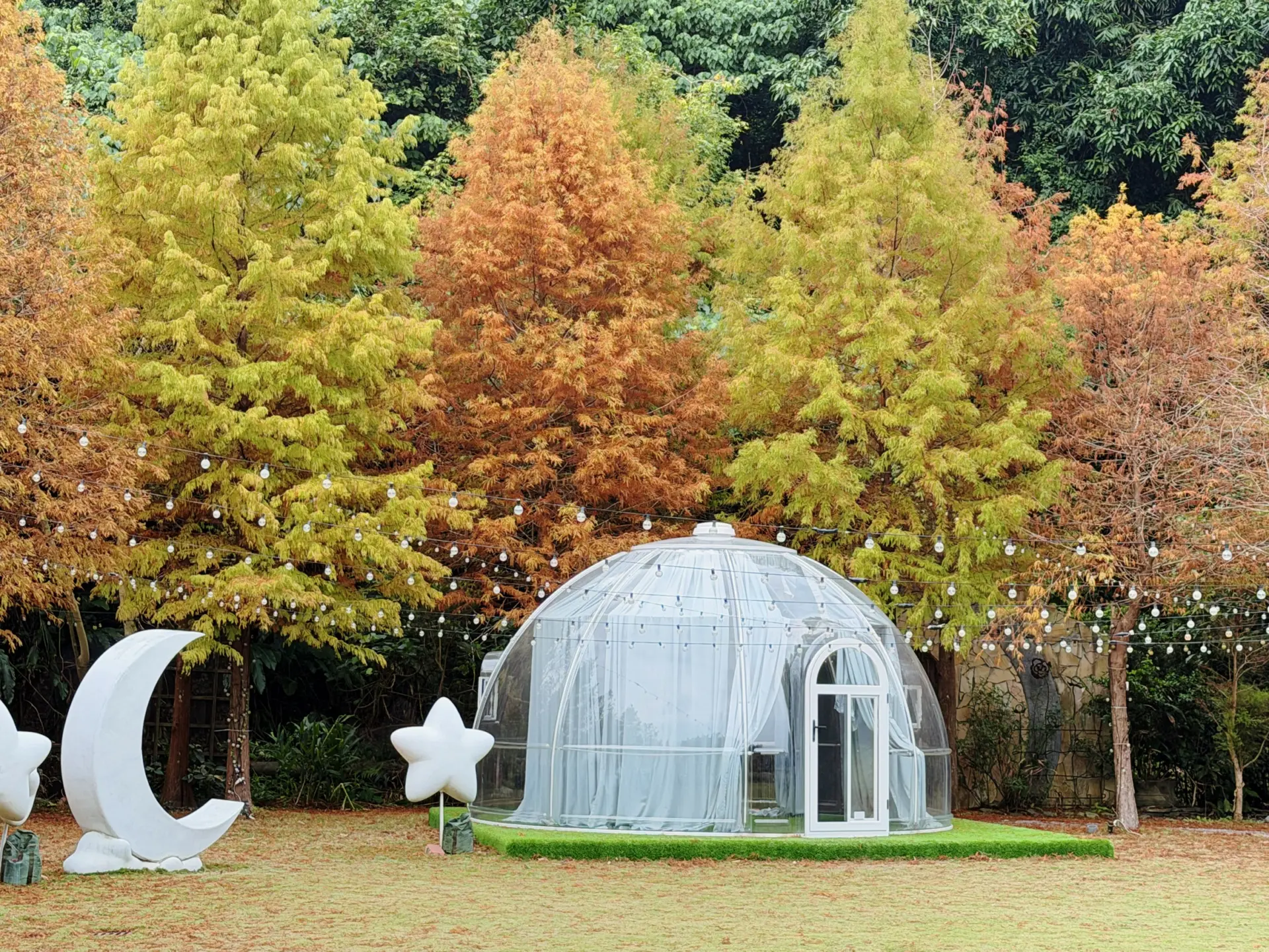 青青食尚花園會館｜落羽松 冬季限定美景